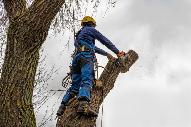 How Our Tree Care Process Works  in  Valley Cottage, NY